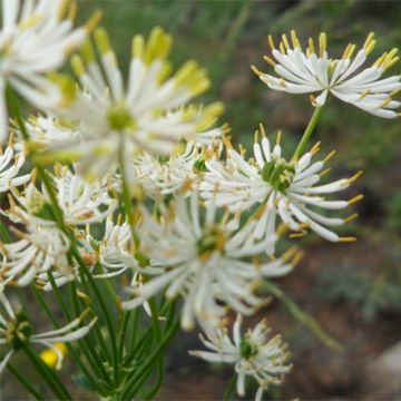 Thalictrum petaloideum