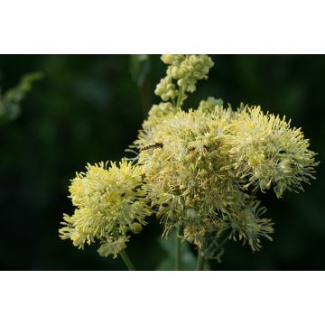 Thalictrum sphaerostachyum