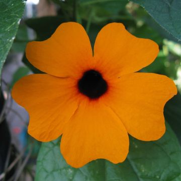 Suzanne naranja ojos negros - Thunbergia alata