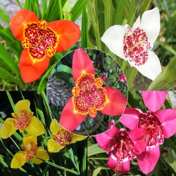 Tigridia pavonia Mix - Flor de tigre