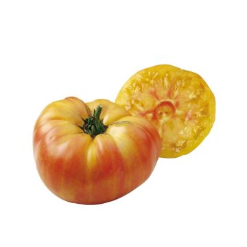 Tomate piña Ananas (planta interjada)