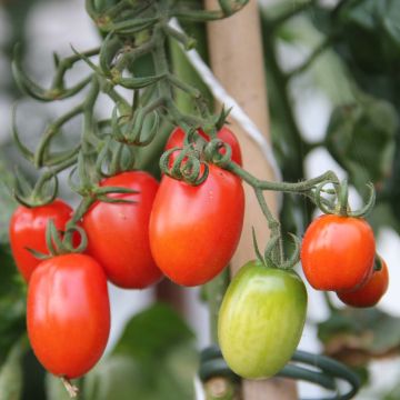 Tomate cherri Tutti Frutti