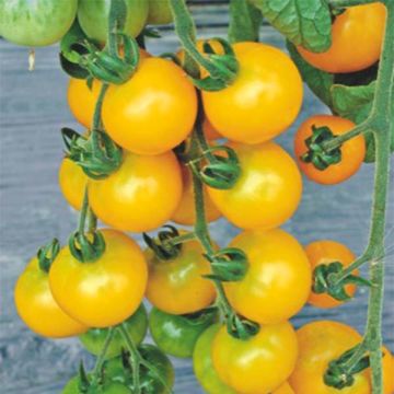 Tomate cherri Yellow Grapes F1