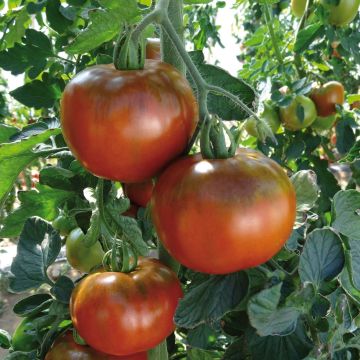 Tomate Chocoprevia F1 (Nerondo)