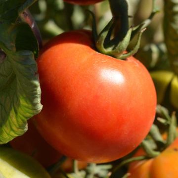 Tomate Cobra F1