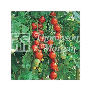 Tomate cherri Gardeners Delight