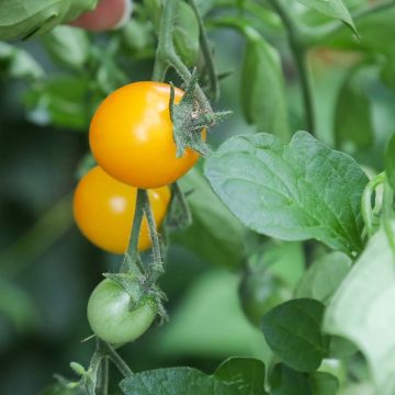 Tomate cherri Gold Nugget