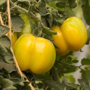 Tomate Jaune à farcir