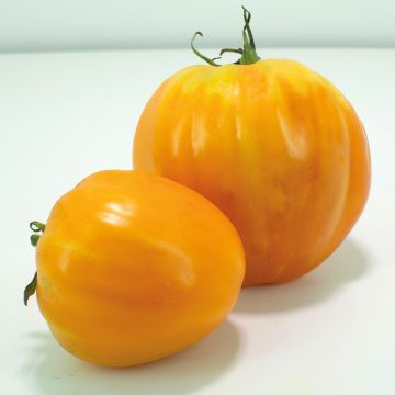 Tomate Ochsenherz Orange