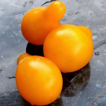 Tomate cherri Poire jaune (planta)