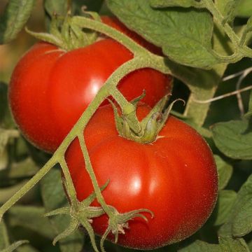 Tomate Saint-Pierre (planta)