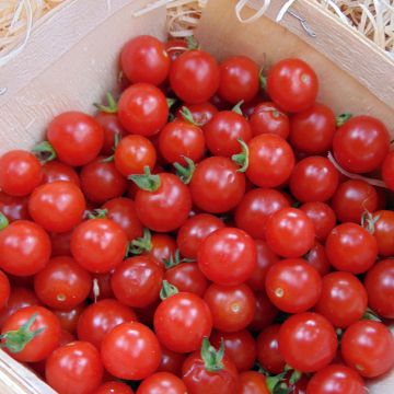 Tomate cherri Sweetbaby F1