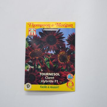 Girasol F1 Claret