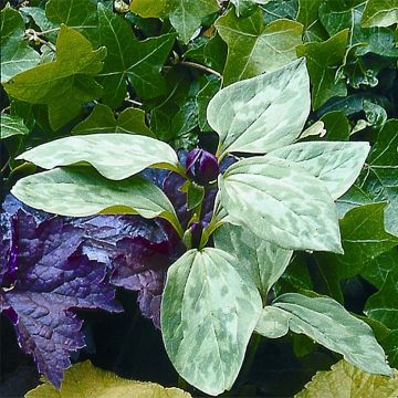 Trillium recurvatum (bulbo)