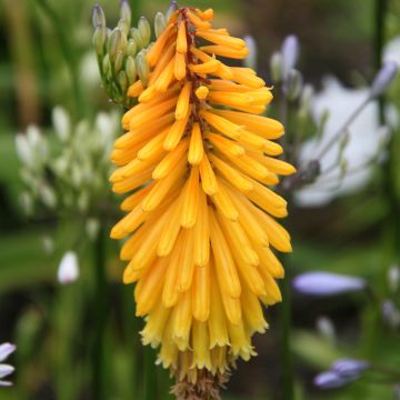 Kniphofia Mango Popsicle