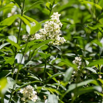 Ligustrum vulgare - Aligustre común