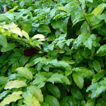 Ligustrum ovalifolium Lemon and Lime - Aligustre de California