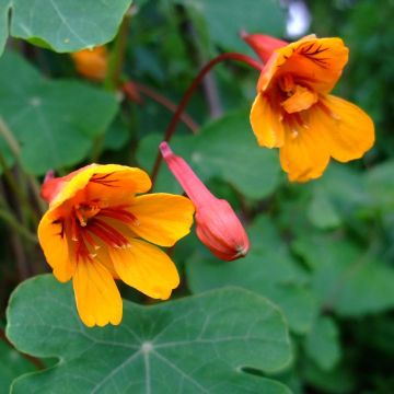 Tropaeolum tuberosum var. lineamaculatum Ken Aslet