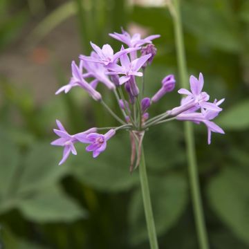 Tulbaghia violacea KIlimanjaro - Ajo social