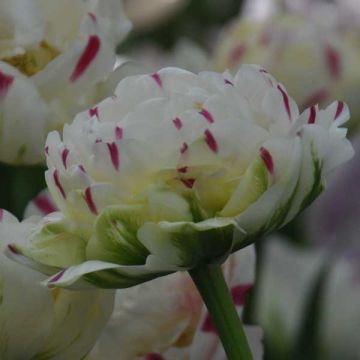 Tulipán doble de flor tardía Danceline