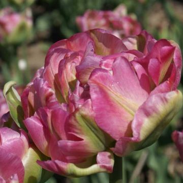 Tulipán doble de flor tardía Double Groenland