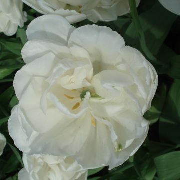 Tulipán doble de flor tardía White Heart