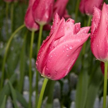 Tulipán flor de lis Maytime