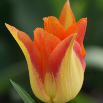 Tulipán flor de lis Moonblush