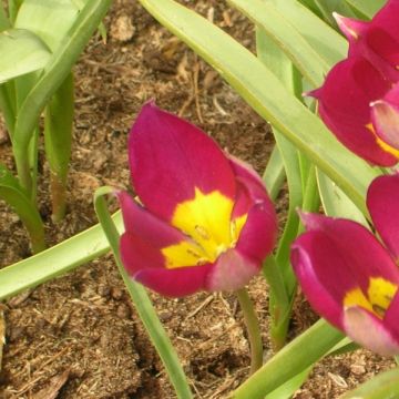 Tulipa humilis var. pulchella Persian Pearl