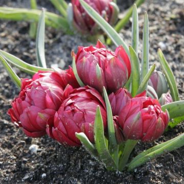 Tulipa humilis subsp. pulchella Tête à Tête