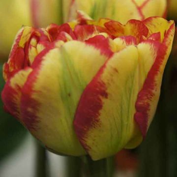 Tulipán doble de flor tardía Sundowner