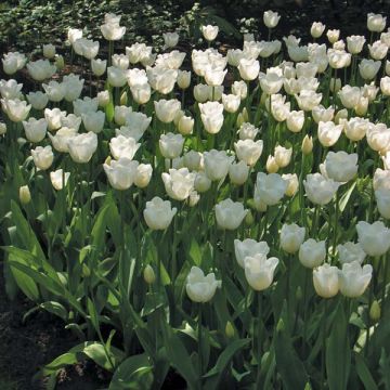 Tulipán Triunfo Hibernia