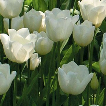 Tulipán Triunfo White Dream