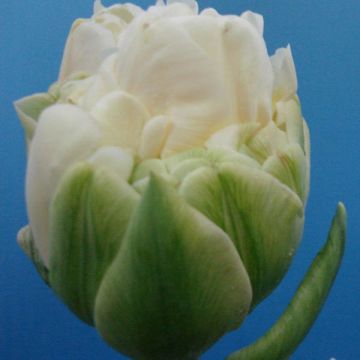 Tulipán doble de flor tardía White Wow