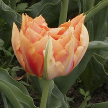 Tulipán doble de flor temprana Willem van Oranje