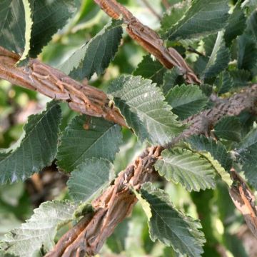 Ulmus minor suberosa - Olmo