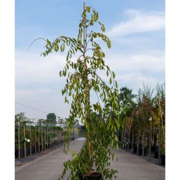 Ulmus glabra var. Pendula Mauro - Olmo