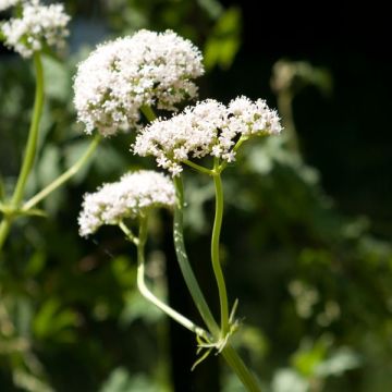 Valeriana común - Valeriana officinalis