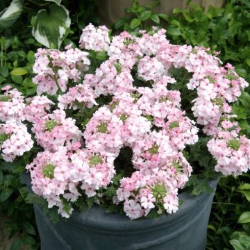 Verbena Vectura Soft Pink Eye