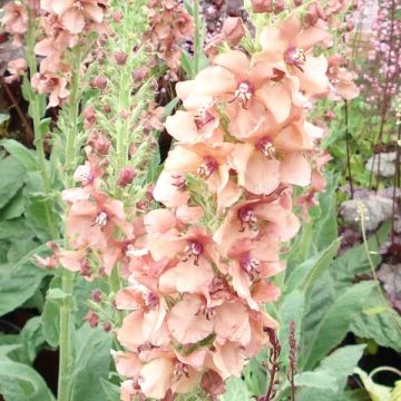 Verbascum Jackie