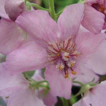 Verbascum Rosie