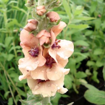 Verbascum Helen Johnson