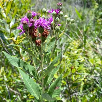 Vernonia gigantea