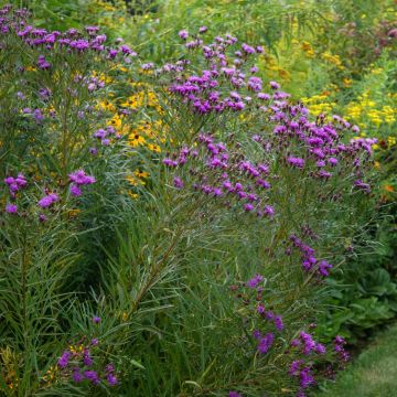 Vernonia lettermannii