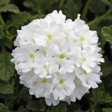 Verbena Endurascape White