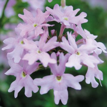 Verbena Star dreams Patio Lavender