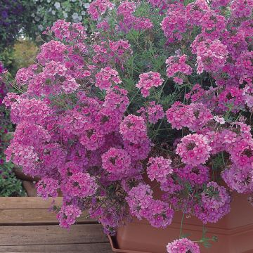 Verbena Star Dreams hot pink