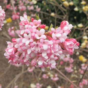 Viburnum bodnantense Dawn - Viburno