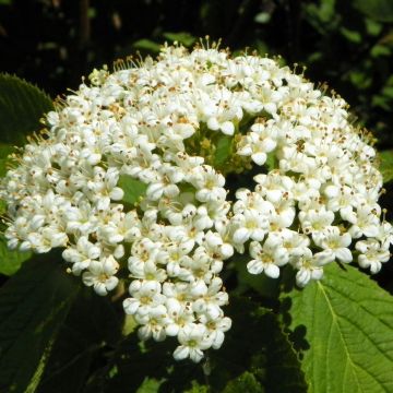 Viburnum lantana - Morrionera