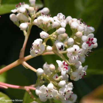 Viburnum Le Bois Marquis - Viburno